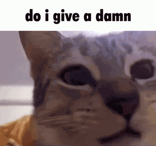 Do I Give A Damn Cat Hug GIF
