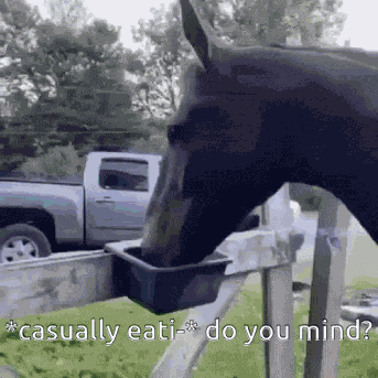 Do You Mind Horse Eating GIF