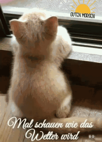 Dobro Jutro GIF
