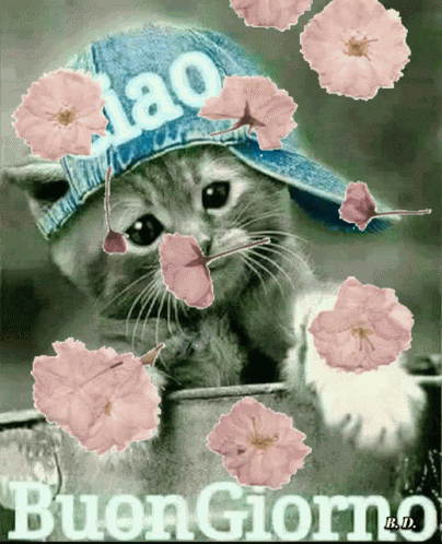 Dobro Jutro GIF