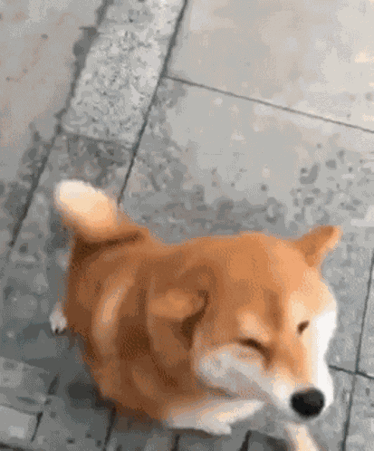 Dog собака GIF