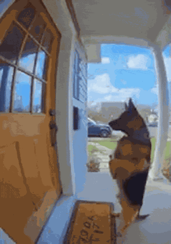Dog Ai GIF