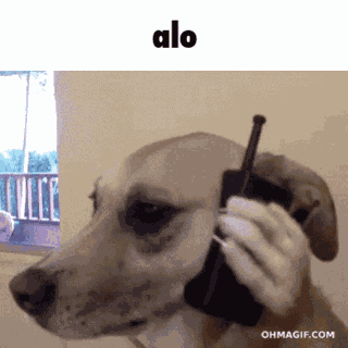 Dog-alo GIF
