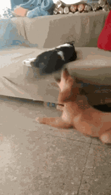 Dog And Cat Pissed Off Pussy GIF