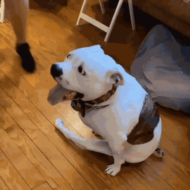 Dog Animal GIF