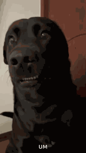 Dog Awkward GIF