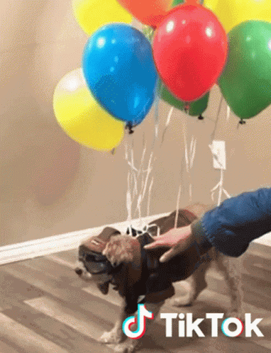 Dog Balloons GIF