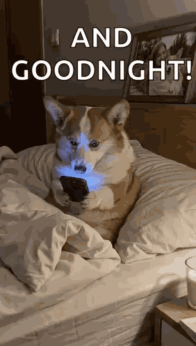 Dog Bed GIF