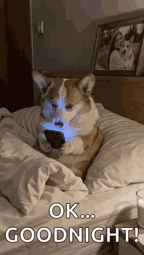 Dog Bed GIF