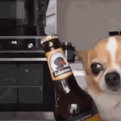 Dog Beer Happy Dog GIF