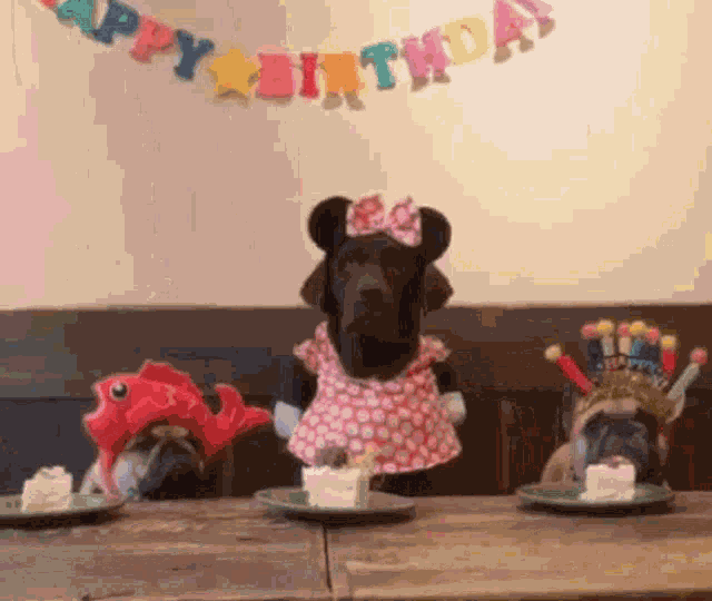 Dog Birthday GIF