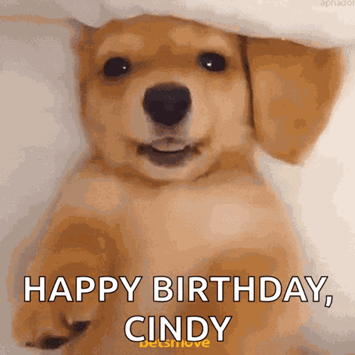 Dog Blink GIF