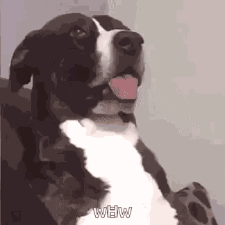 Dog Cachorro GIF