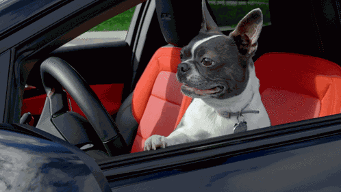 Dog Car GIF