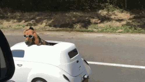 Dog Car GIF