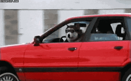 Dog Car GIF