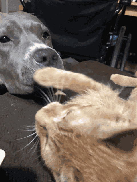 Dog Cat GIF