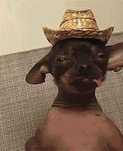 Dog Chillin Drunk GIF