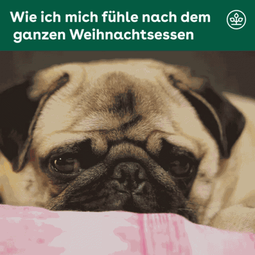 Dog Christmas GIF