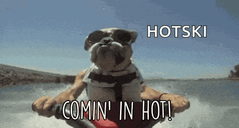 Dog Coming In Hot GIF