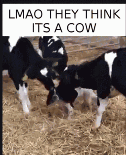 Dog Cow GIF