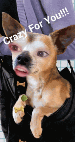 Dog Crazy For You GIF