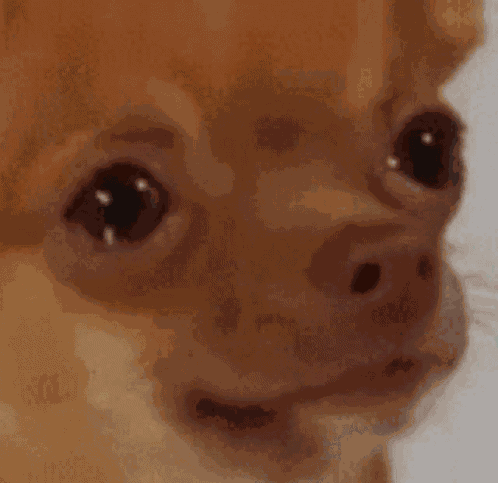 Dog Crying Meme GIF
