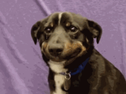 Dog Crying Tears GIF