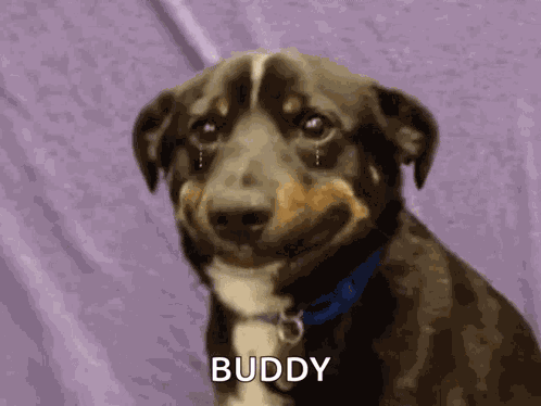 Dog Crying Tears GIF