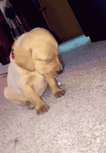 Dog Cute Dog GIF