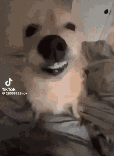 Dog Cute GIF