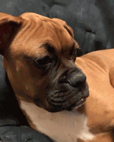 Dog Cute GIF