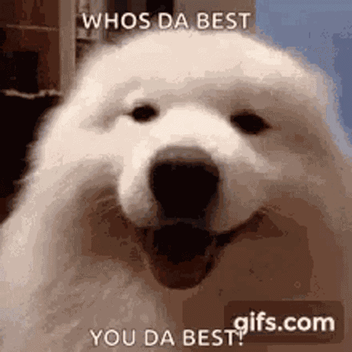 Dog Cute GIF