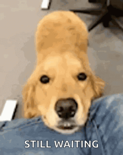 Dog Cute GIF