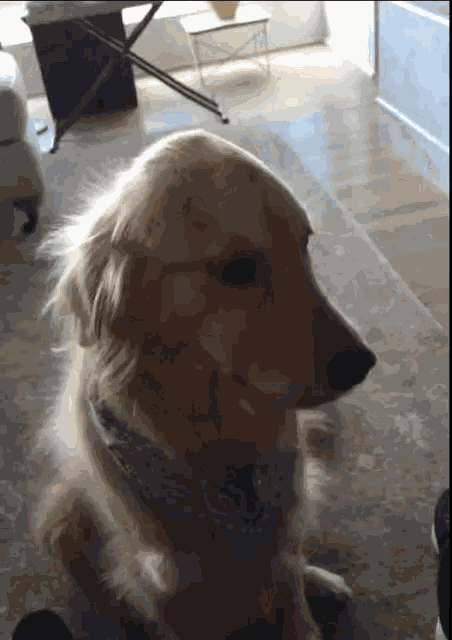 Dog Cute GIF