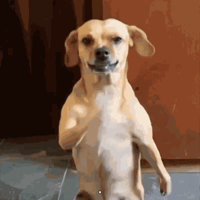 Dog Dance Brazil Dance GIF