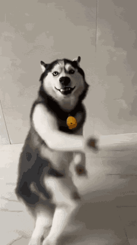 Dog Dance Husky Dance GIF