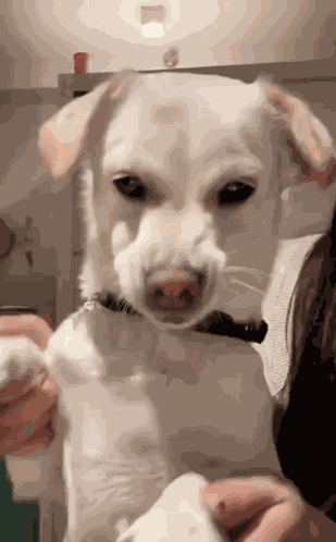 Dog Dance GIF