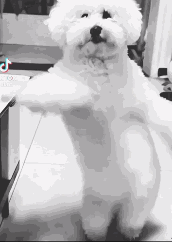 Dog Dance GIF