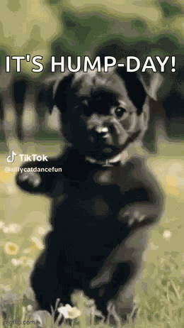 Dog Dancing Ego Dog Dance GIF