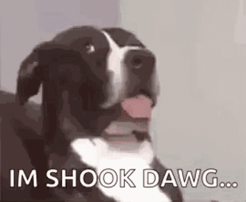 Dog Dawg GIF