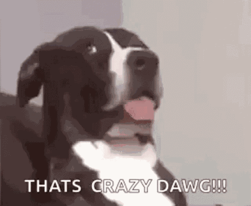 Dog Dawg GIF