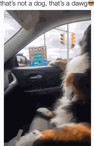 Dog Dawg GIF
