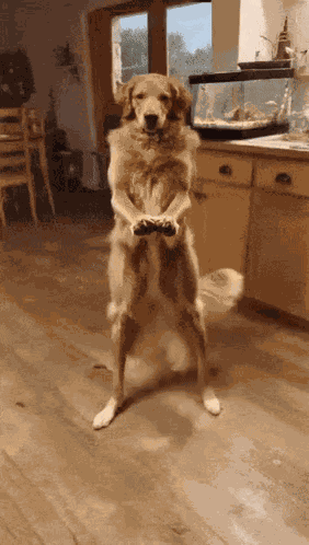 Dog Dog Dance GIF