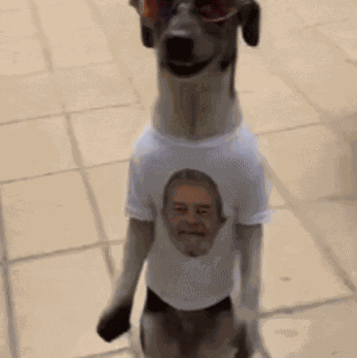 Dog Dog Dance Meme GIF