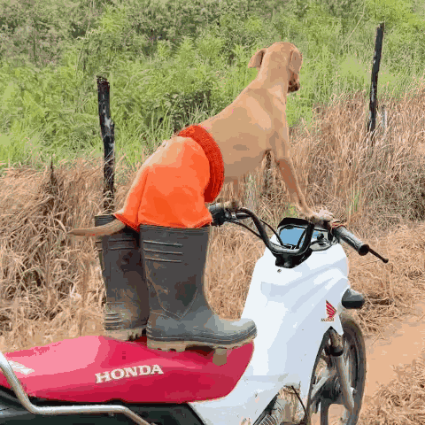 Dog Dog Riding Bike GIF