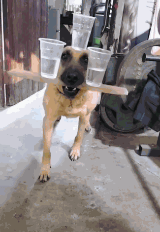 Dog Doggie GIF