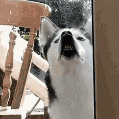 Dog Doggo GIF