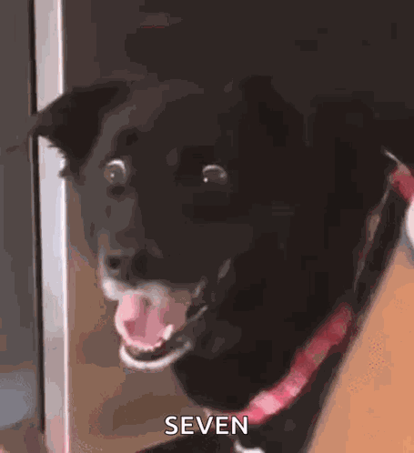 Dog Doggo GIF
