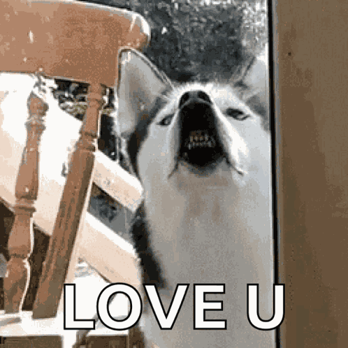 Dog Doggo GIF